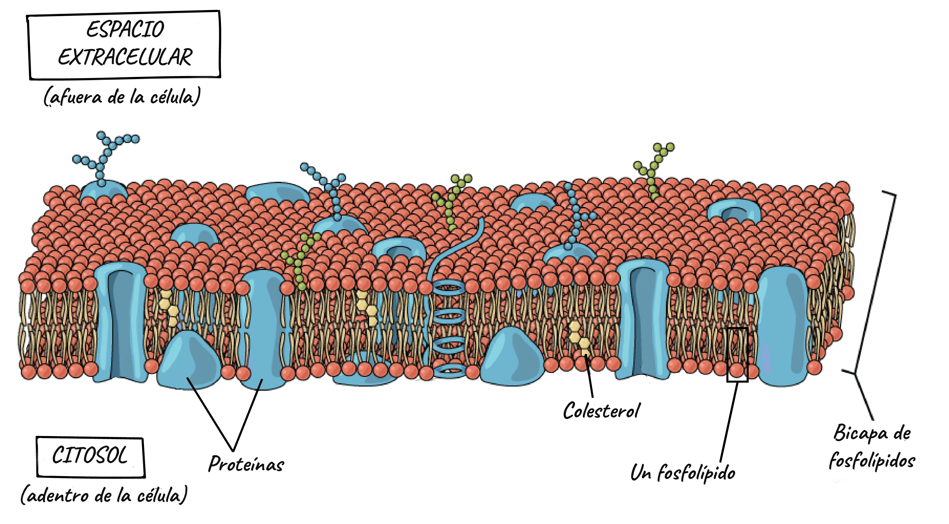 espacio intracelular